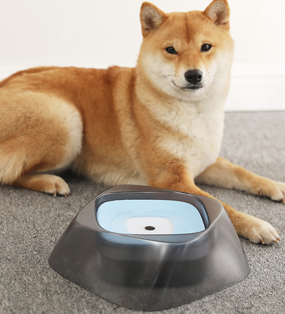 Shiba inu beside the Splashguard no-spill water bowl with blue floating disk