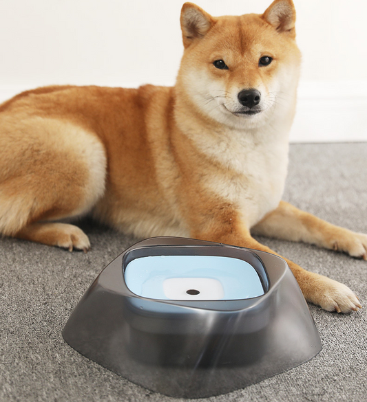 Shiba inu beside the Splashguard no-spill water bowl with blue floating disk