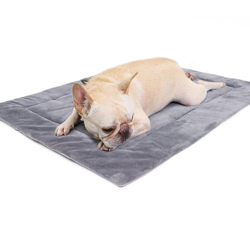 grey lifestyle dog