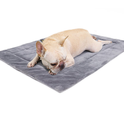 grey lifestyle dog