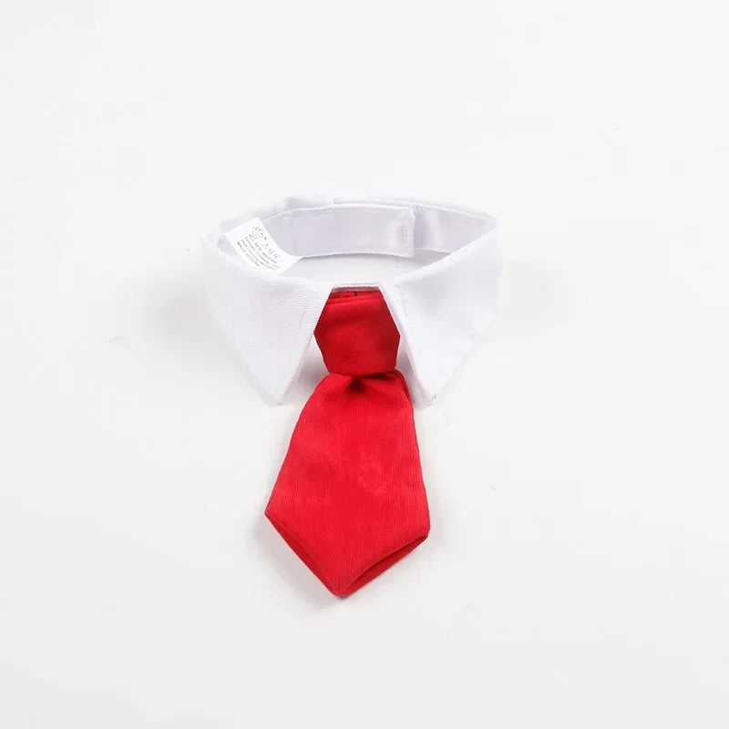 White pet shirt collar with a red satin necktie
