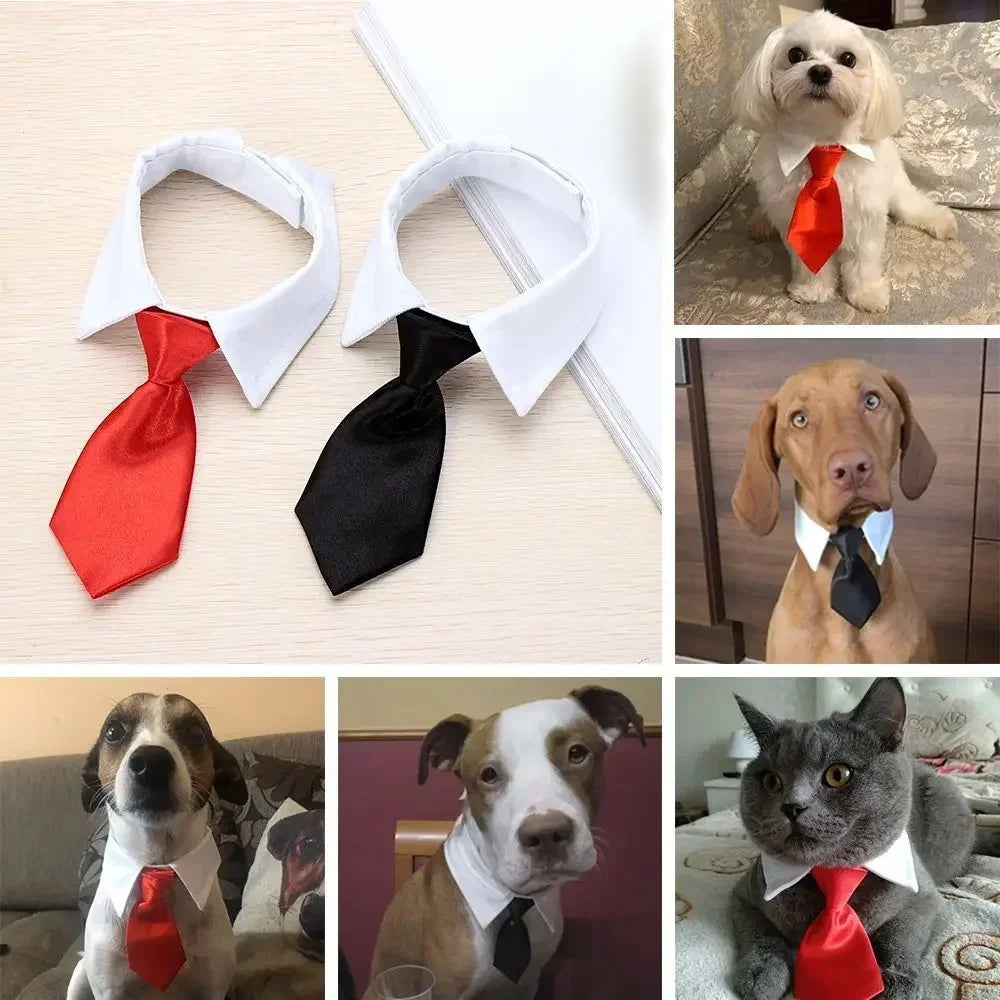 White shirt collar with a red tie and with a black tie, shown on cats and dogs
